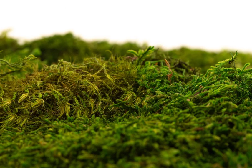 Preserved Sheet Moss (Bulk Box)