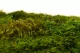 Preserved Sheet Moss (Bulk Box) 1