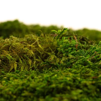 Preserved Sheet Moss (Bulk Box)