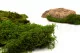 Preserved Sheet Moss (Bulk Box) 5