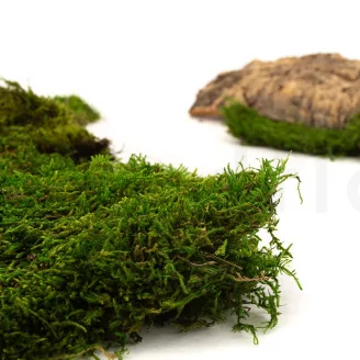 Preserved Sheet Moss (Bulk Box)