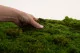 Preserved Sheet Moss (Bulk Box) 6