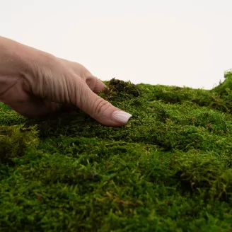 Preserved Sheet Moss (Bulk Box)