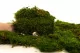 Preserved Sheet Moss (Bulk Box) 7