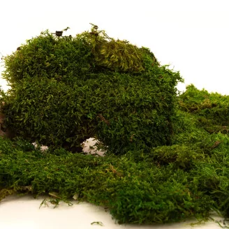 Preserved Sheet Moss (Bulk Box)