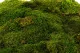 Preserved Sheet Moss (Bulk Box) 8