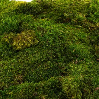 Preserved Sheet Moss (Bulk Box)