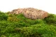 Preserved Sheet Moss (Bulk Box) 9