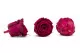 Preserved Rose L Velvet Plum (set of 8) 6