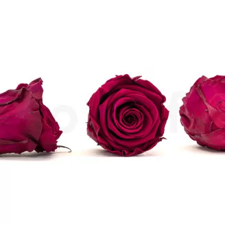 Preserved Rose L Velvet Plum (set of 8)