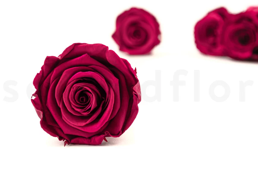 Preserved Rose L Velvet Plum (set of 8)