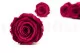 Preserved Rose L Velvet Plum (set of 8) 1