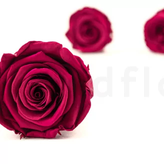 Preserved Rose L Velvet Plum (set of 8)