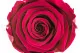 Preserved Rose L Velvet Plum (set of 8) 4