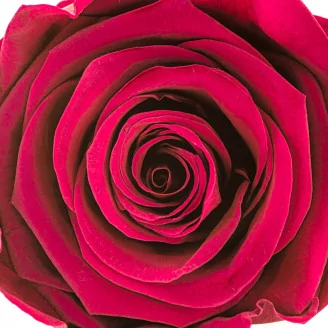 Preserved Rose L Velvet Plum (set of 8)