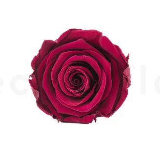 Preserved Rose L Velvet Plum (set of 8)