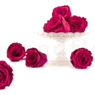 Preserved Rose L Velvet Plum (set of 8)