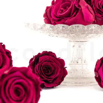 Preserved Rose L Velvet Plum (set of 8)