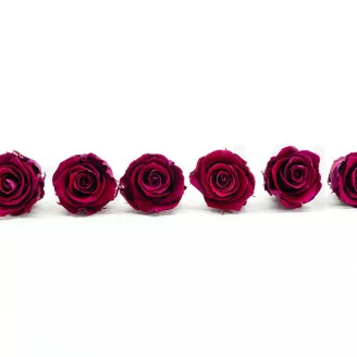 Preserved Rose XL Velvet Plum (set of 6)