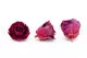 Preserved Rose XL Velvet Plum (set of 6) 3