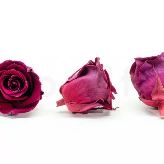 Preserved Rose XL Velvet Plum (set of 6)
