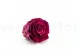 Preserved Rose XL Velvet Plum (set of 6) 5