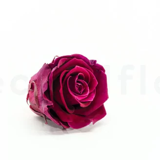 Preserved Rose XL Velvet Plum (set of 6)