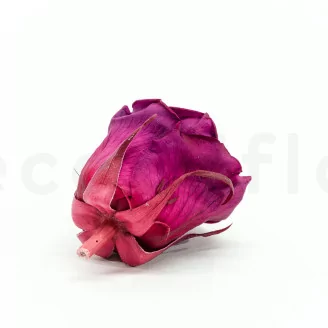 Preserved Rose XL Velvet Plum (set of 6)