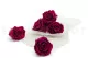 Preserved Rose XL Velvet Plum (set of 6) 7