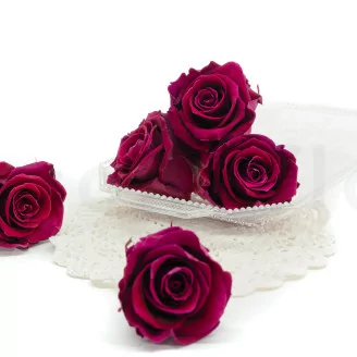 Preserved Rose XL Velvet Plum (set of 6)