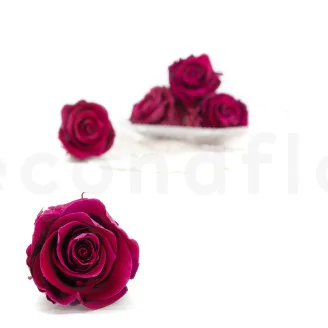 Preserved Rose XL Velvet Plum (set of 6)