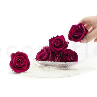 Preserved Rose XL Velvet Plum (set of 6)