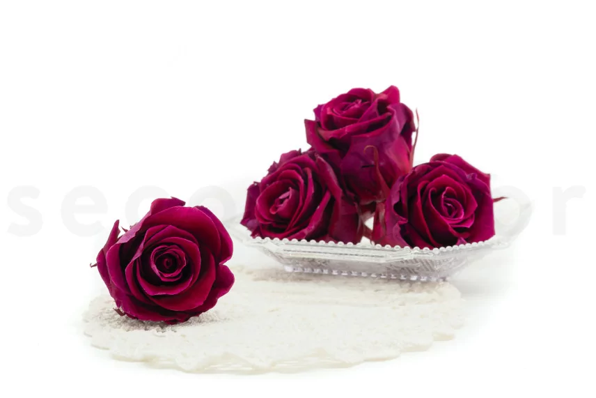 Preserved Rose XL Velvet Plum (set of 6)