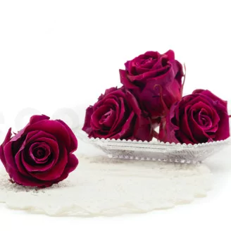 Preserved Rose XL Velvet Plum (set of 6)