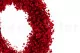 Preserved Baby's Breath Gypsophila Wreath Red 2
