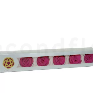 Preserved Rose XL Hot Pink (set of 6)