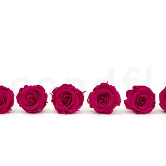 Preserved Rose XL Hot Pink (set of 6)
