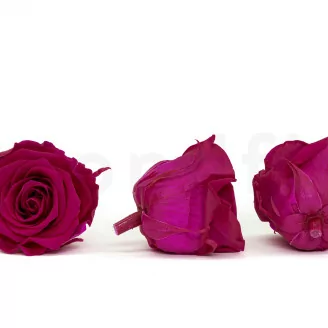Preserved Rose XL Hot Pink (set of 6)