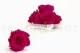Preserved Rose XL Hot Pink (set of 6) 5