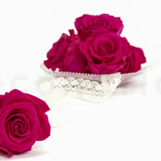 Preserved Rose XL Hot Pink (set of 6)