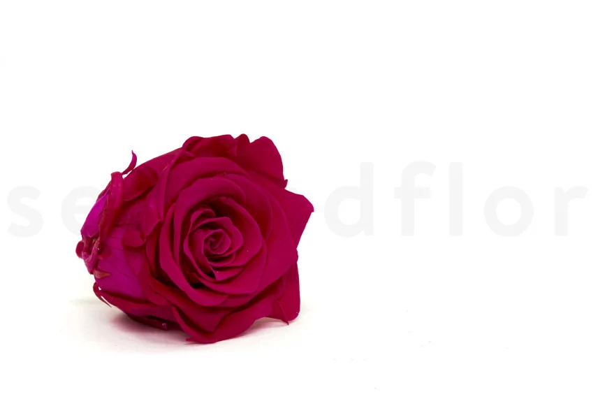 Preserved Rose XL Hot Pink (set of 6)