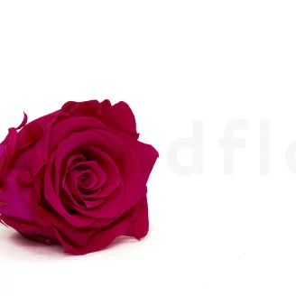 Preserved Rose XL Hot Pink (set of 6)