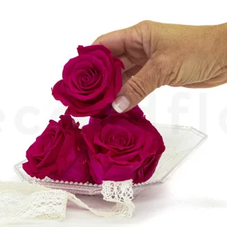 Preserved Rose XL Hot Pink (set of 6)