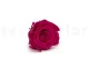 Preserved Rose XL Hot Pink (set of 6) 6