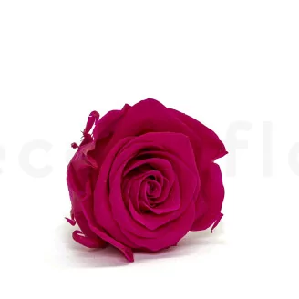 Preserved Rose XL Hot Pink (set of 6)