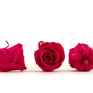 Preserved Rose L Hot Pink (set of 8)