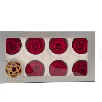 Preserved Rose L Hot Pink (set of 8)