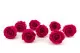 Preserved Rose L Hot Pink (set of 8) 2
