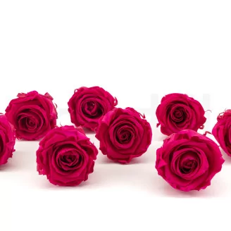 Preserved Rose L Hot Pink (set of 8)