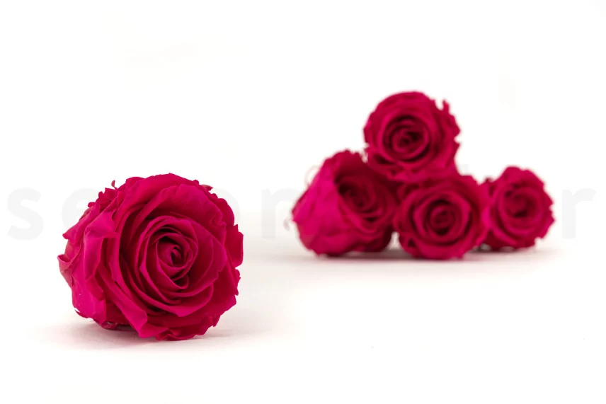 Preserved Rose L Hot Pink (set of 8)